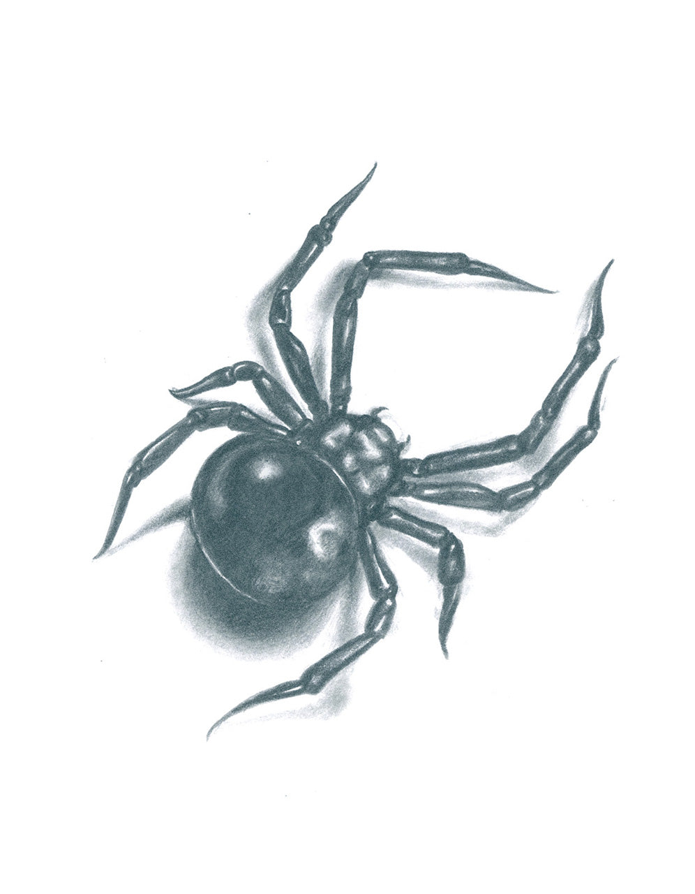 ARAÑA NEGRA