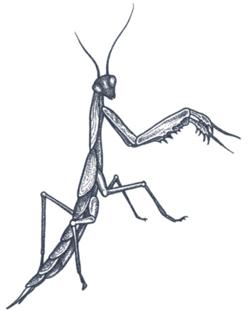 MANTIS EN PUNTILLISMO