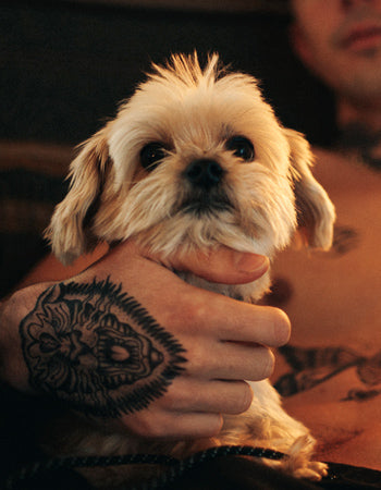 Tiger by Ramon Maiden