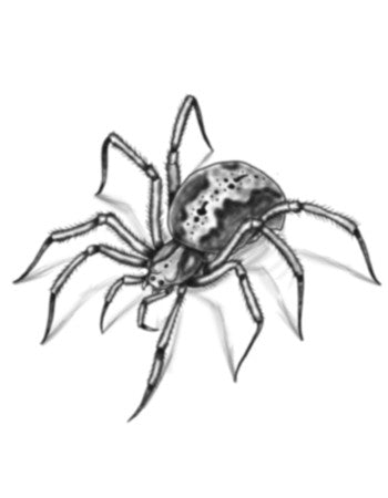 Spider