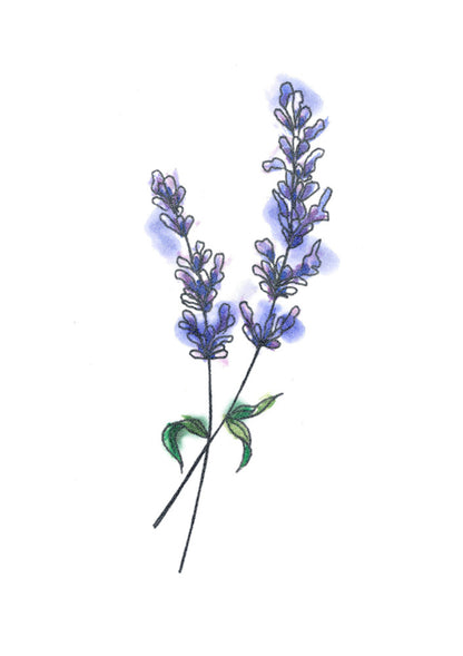lavender plant tattoo Lavender Flower Tattoo – Tattooed Now !