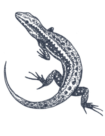 Dotwork Lizard