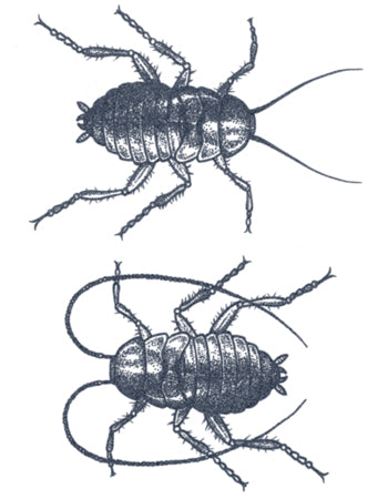 Dotwork Cockroaches