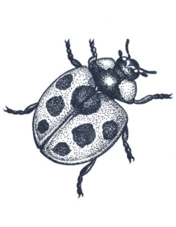 Dotwork Ladybug