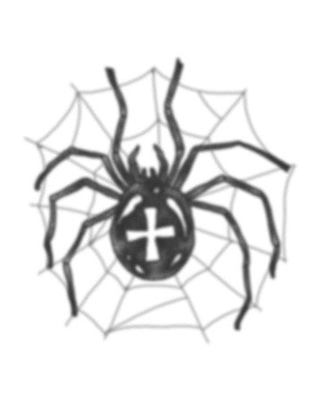Spider on Web